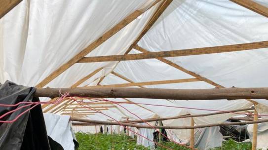 DESARTICULAN ORGANIZACIÓN CRIMINAL QUE CULTIVABA CANNABIS CONOCIDA COMO “LA REINA DE CALIFORNIA”